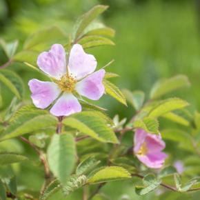 Wildrose/ Apfel-Rose Rosa villosa