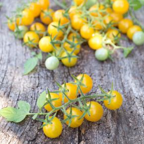 Wildtomate Golden Currant Pflanze