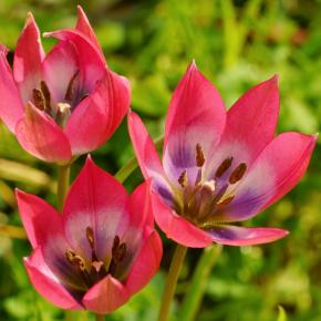 Wildtulpe Little Beauty