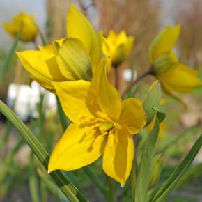 Wildtulpe Tulipa sylvestris