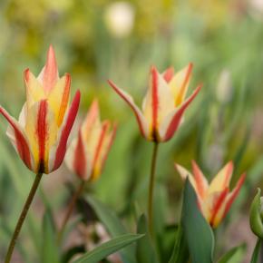 Wildtulpe Tinka