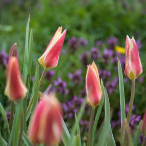 Wildtulpe Tinka