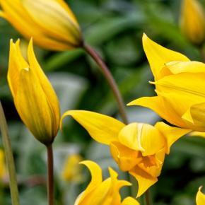 Wildtulpe Tulipa sylvestris