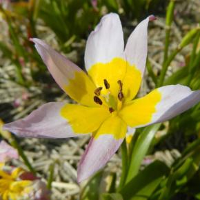 Wildtulpe Tulipa saxatilis