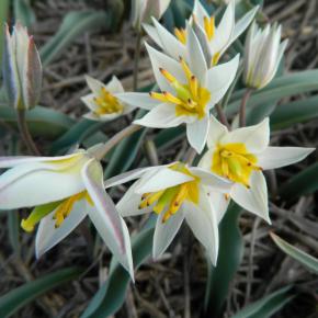 Wildtulpe<br>Tulipa turkestanica