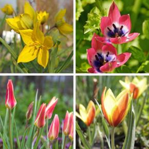 Bienenfreundlicher Wildtulpenmix