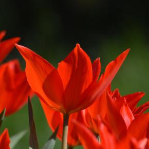Wildtulpe Zwanenburg