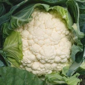 Winterblumenkohl Balak F1 Pflanze