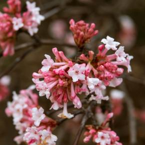 Winterschneeball 'Dawn'