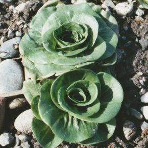 Zichoriensalat Grumolo verde