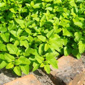 Zitronenmelisse Pflanze im 2-l-Topf