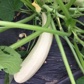 Zucchini Lungo bianco di Palermo