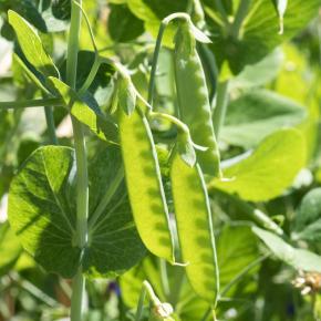 Zuckererbse Schneeflocke