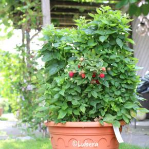 Zwerg-Himbeere Baby Dwarf