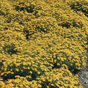 Zwergstudentenblume