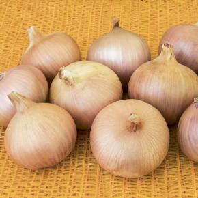 Zwiebelsamen Rose de Keruel