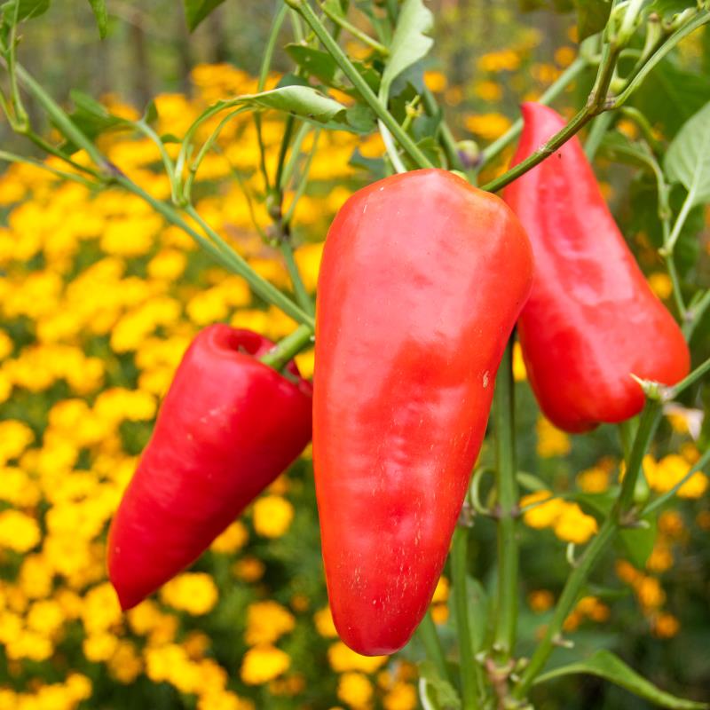 Paprika Roter Augsburger, Pflanze