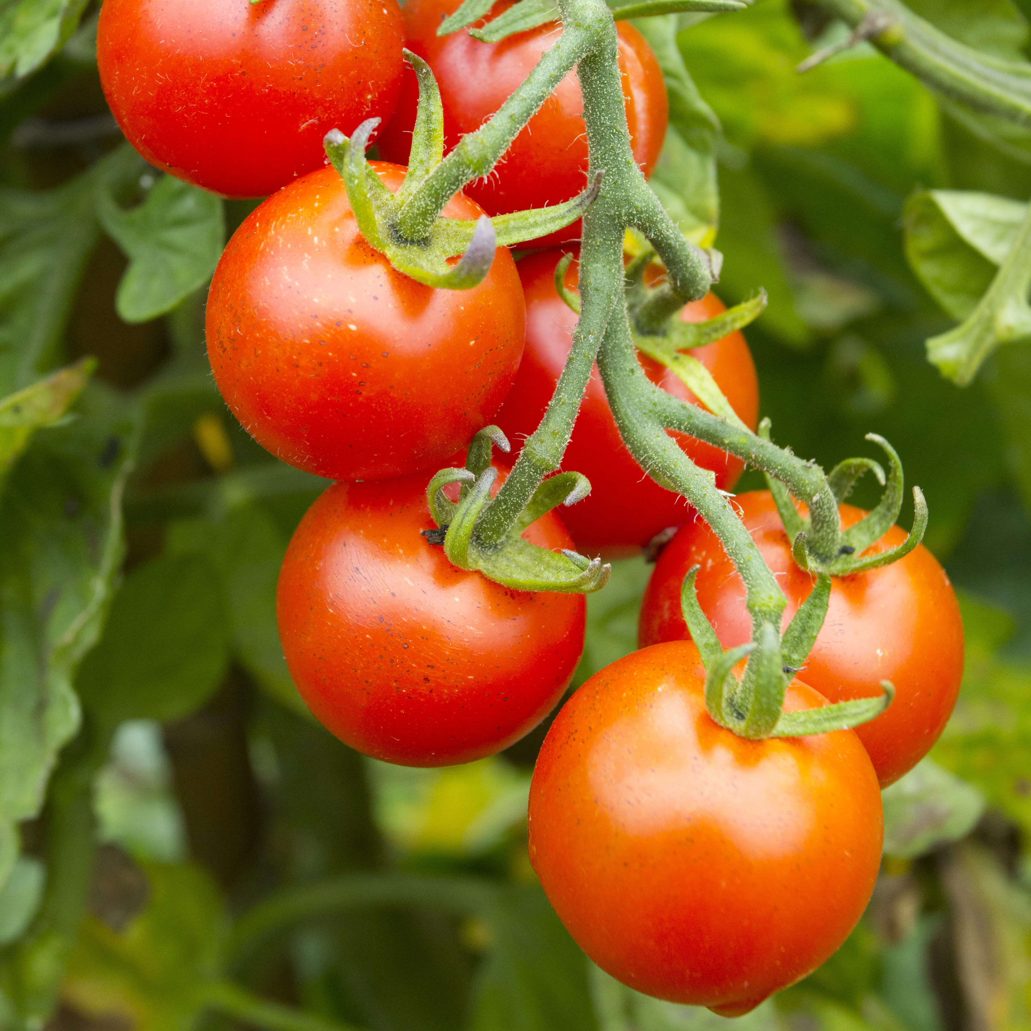 Biologische Tomatenpflanze Zuckertraube