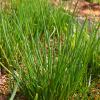Bild Gartenschnittlauch-1.jpeg