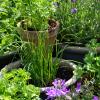 Bild Gartenschnittlauch-3.jpeg
