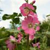 Bild: Stockrose-radiant-rose-1.jpeg 