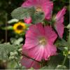 Bild: Stockrose-radiant-rose-2.jpeg 