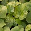 Bild: Wasabi_Echter_2_21738.jpg 