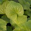 Bild: Wasabi_Echter_3_22361.jpg 