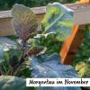 Bild abessinischer-kohl-herbstpflanze_18714.jpg