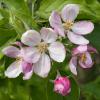 Bild: alkmene_apfel_bluete_a_11867.jpg 