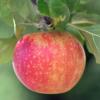 Bild: alkmene_apfelbaum_a.jpg 