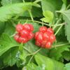 Bild allackerbeere-linda-rubus-arcticus.jpg