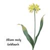 Bild allium-moly-jeannine_18749.jpg