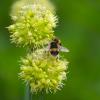 Bild allium-obliquum-gelblauch-blumenzwiebeln-wildlauch_12948.jpg