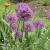 Bild allium_aflatunensa_purple_sensation_b_12337.jpg