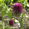 Bild allium_sphaerocephalon_b_12257.jpg
