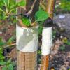 Bild ameisenbarriere-tangle-trap-andermatt_19345.jpg