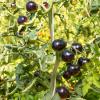 Bild anthocyan-salattomaten-indigo-rose_17239.jpg