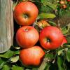 Bild apfel-rhapsodie-saeulenobst-hof-jeebel_14129.jpg