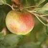 Bild apfelbaum-online-bestellen-sorte-jarle_14852.jpg