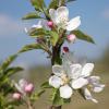 Bild apfelbaum-topaz-blueten-hof-jeebel_13962.jpg