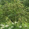 Bild apfelbeere-viking-aronia-melanocarpa-biogartenversand_14361.jpg