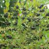 Bild apfelbeere-viking-aronia-melanocarpa-hof-jeebel_14360.jpg