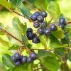 Bild aronia-apfelbeeren-pflanzen-viking-anthocyan_3617.jpg