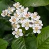 Bild aronia_viking_bluete_a_11868.jpg