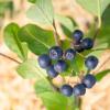 Bild aroniabeeren-pflanzen-apfelbeeren-viking-gesund_17214.jpg