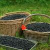 Bild aronie-apfelbeere-viking-aronia-hof-jeebel_14362.jpg