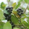 Bild aronie-apfelbeere-viking-aronia-melanocarpa_17213.jpg