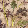 Bild asia-salat-purple-frills-pfeffer-kohlrabi-geschmack_16901.jpg