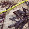 Bild asia-salate-purple-frills-bio-saatgut_16903.jpg